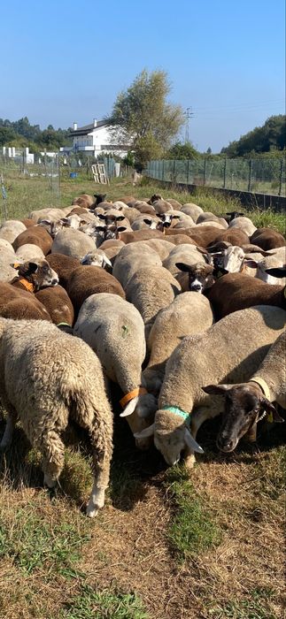 Ovelhas varias raças ( suffolk , p3 , île de france , merino )