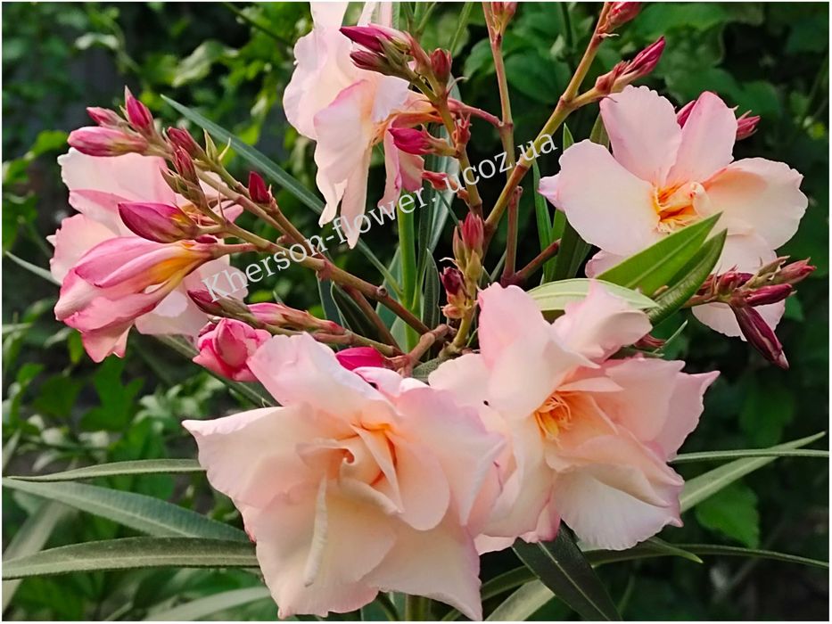 Олеандр Apricot Queen