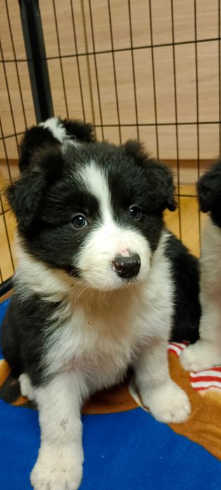 Border colli -piesek