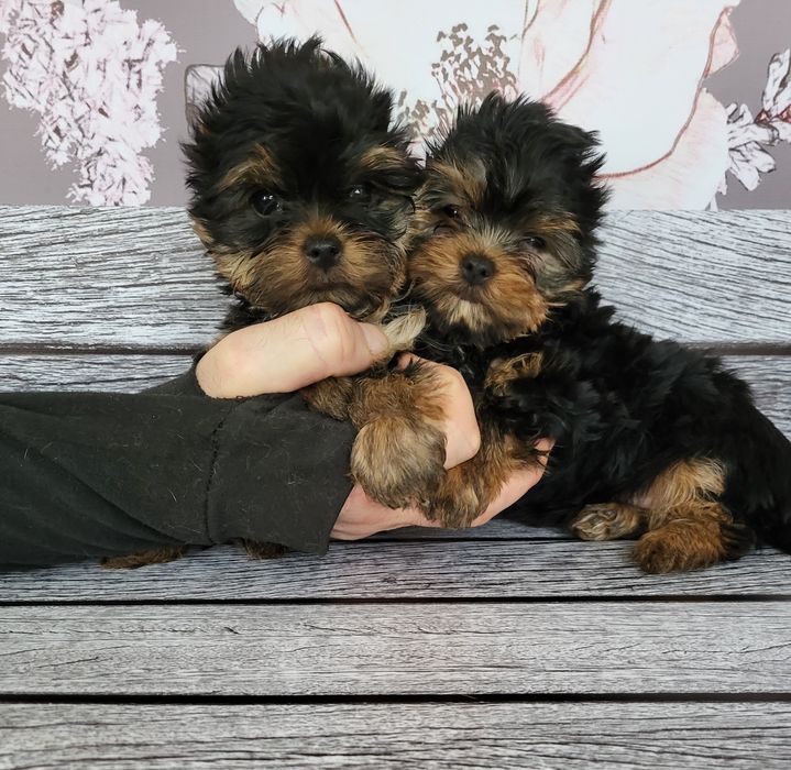 Маленькі міні дуже гарні йорки