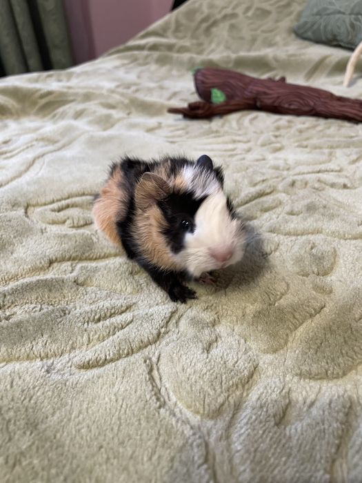 Морські свинки (гризуни)