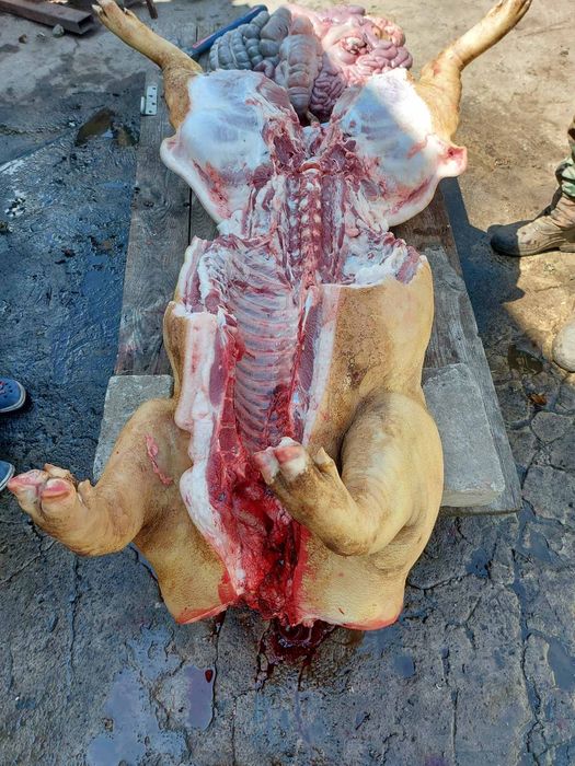 Тушка свині домашньої