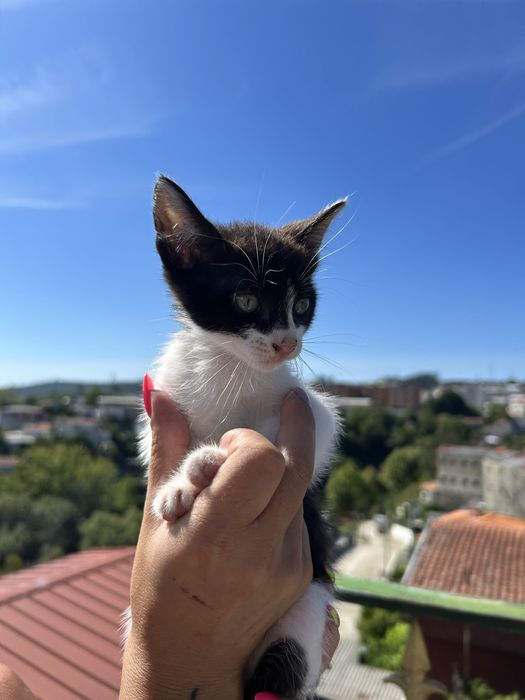 Adoção responsavel!