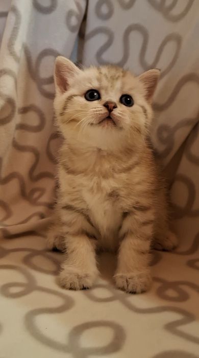 Одесские котята короткошёрстные