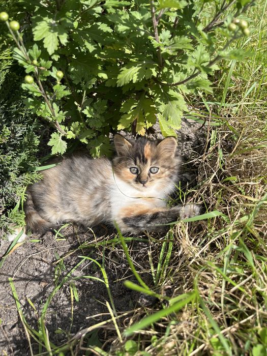 Відамо кошенят в добрі руки