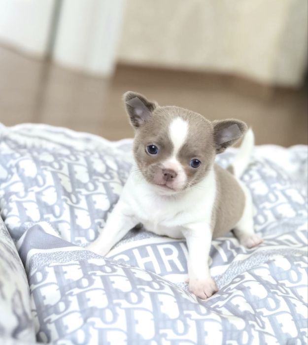 Чудовий друг для родини