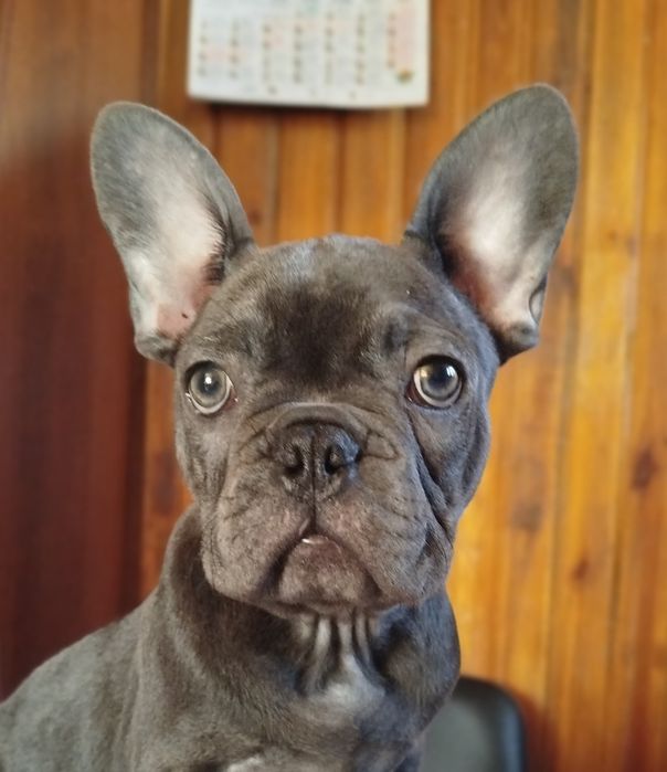 Щенок Французского бульдога. Мальчики 3,5 месяца.