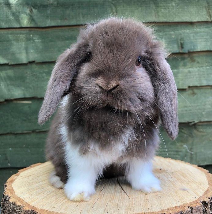 KIT Coelhos anões orelhudos, mini lop super inteligentes e dóceis