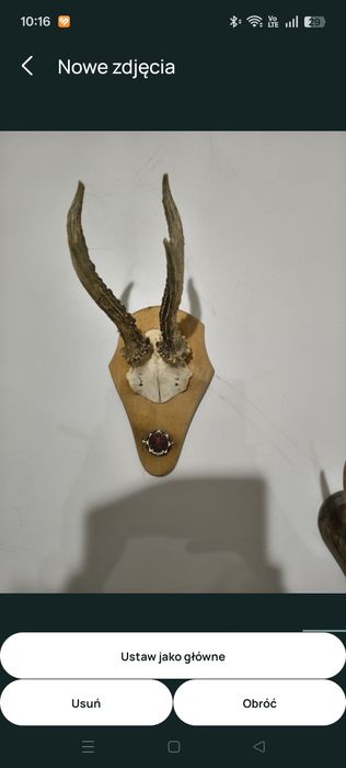 Poroża ozdobne na ścianę