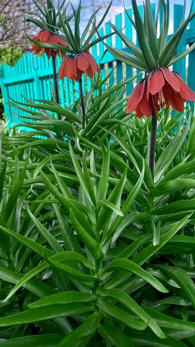 Імператорський рябчик або Царскька корона. Терміново