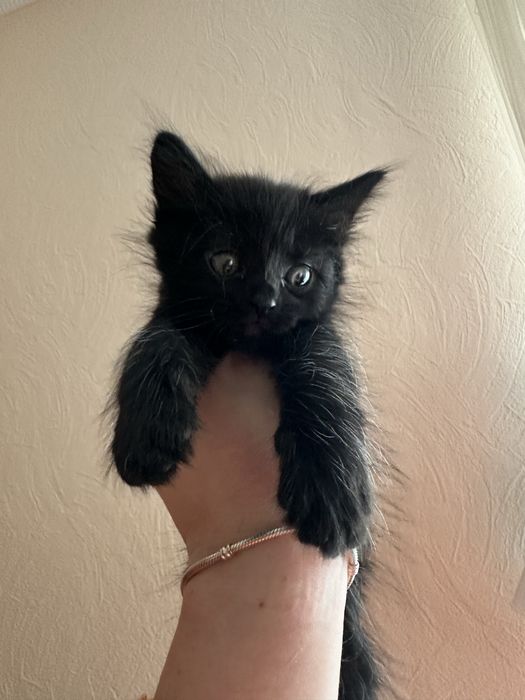 В добрі руки кошеня