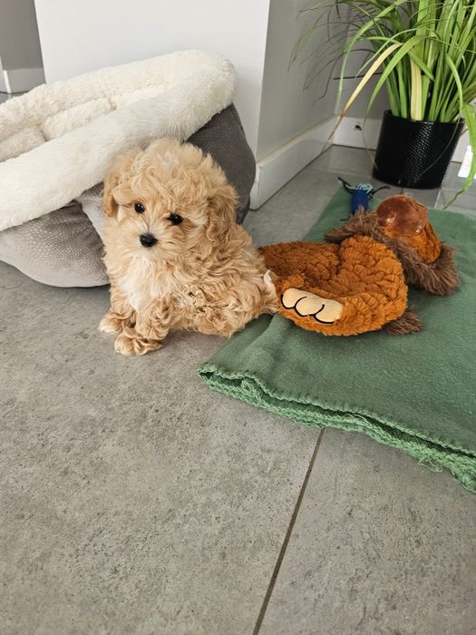 Najpiękniejsza Dziewczynka Maltipoo F1 Zobacz