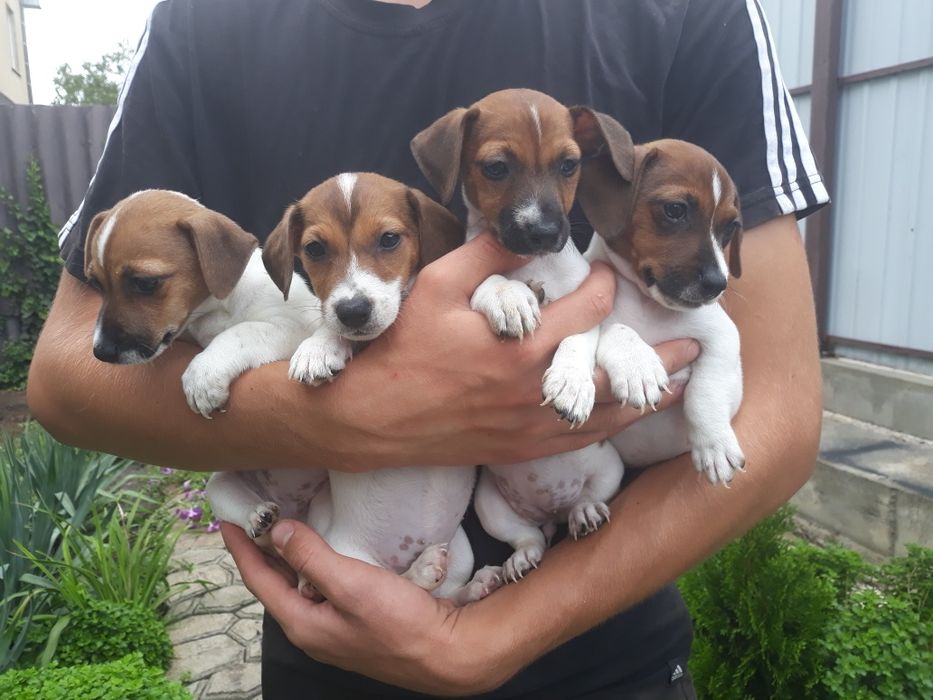 Родословные привитые девочки Джек Рассел