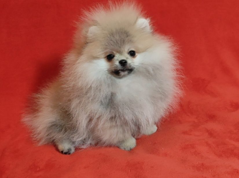 Малюк 3 місяці, FCI