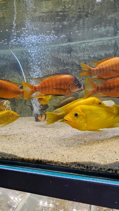 Petrochromis Red Bulu point 8-10 cm