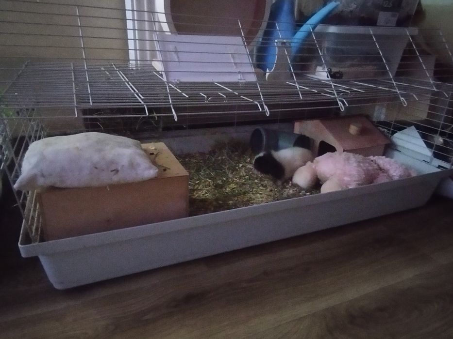 Świnki morskie z klatką