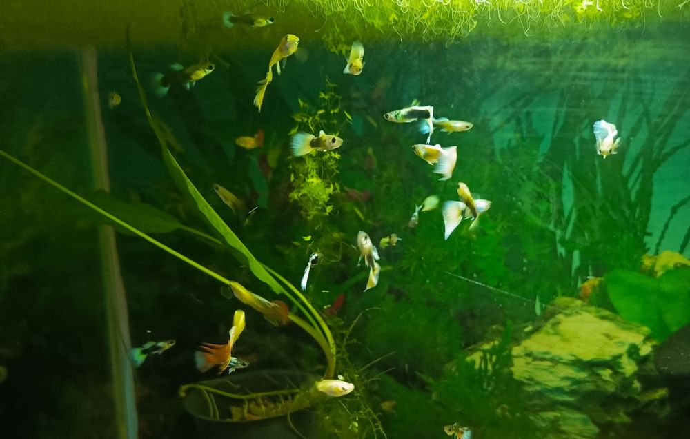 Молодь Гупі дамбо