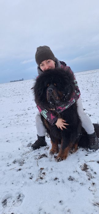 Щенки тибетского мастифа