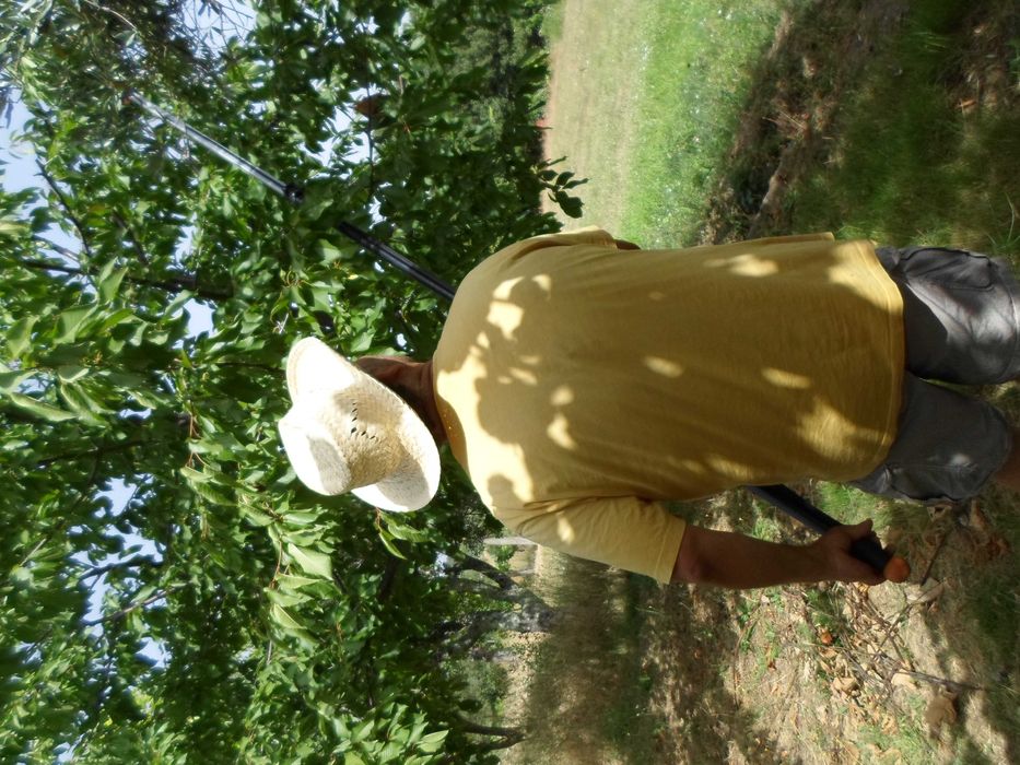 Jardinagem, podas e limpeza de terrenos
