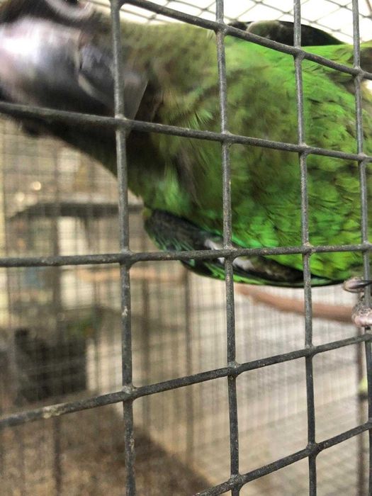 Chalcopsitta Duivenbodei e outros