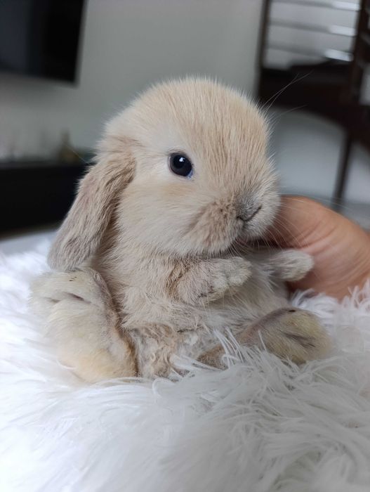 Mini lop karzełek Teddy hodowla zarejestrowana