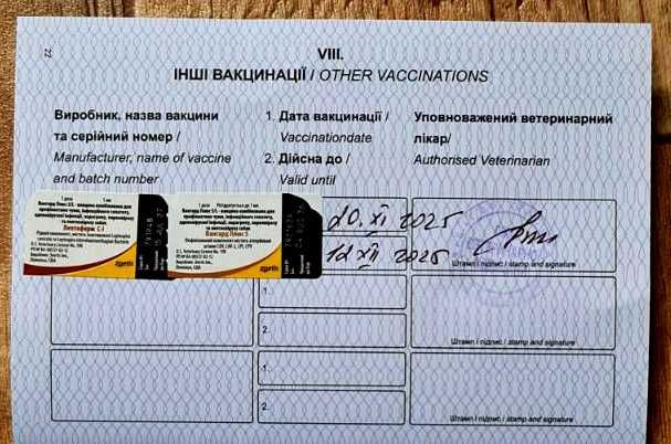 Щенки Jack Russell Джек Рассел готові до переїзду