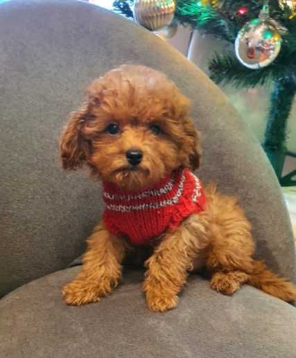 Pudel malutki pudelek red Teddy mały Toy ZHPR-UCI