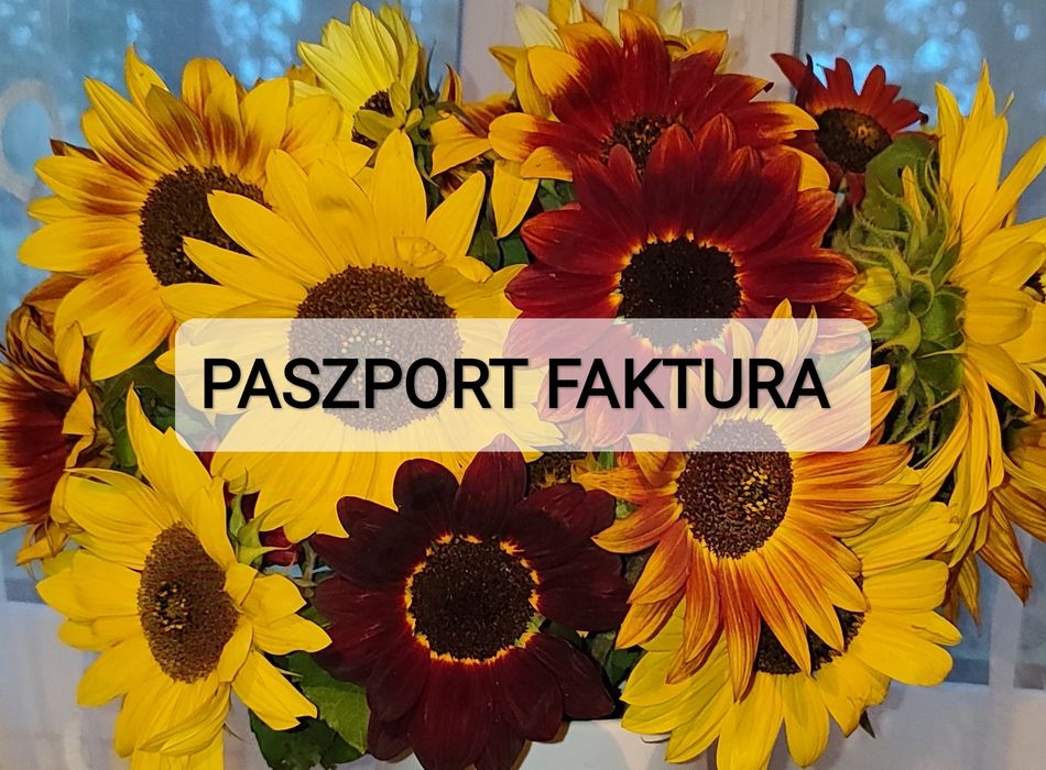 Słonecznik ozdobny nasiona CENA ZA 1 KG