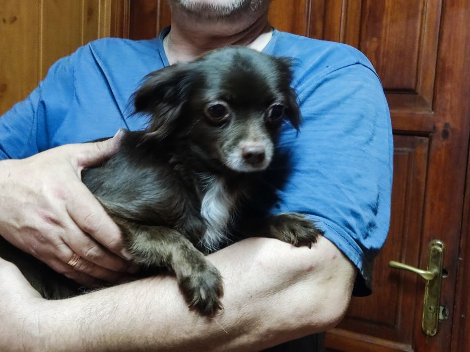 Девочка чихуа продам