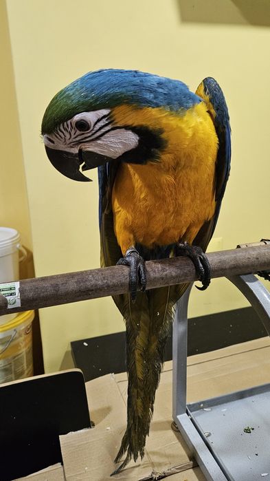 Arara Ararauna Macho Grande Porte  - 6  meses