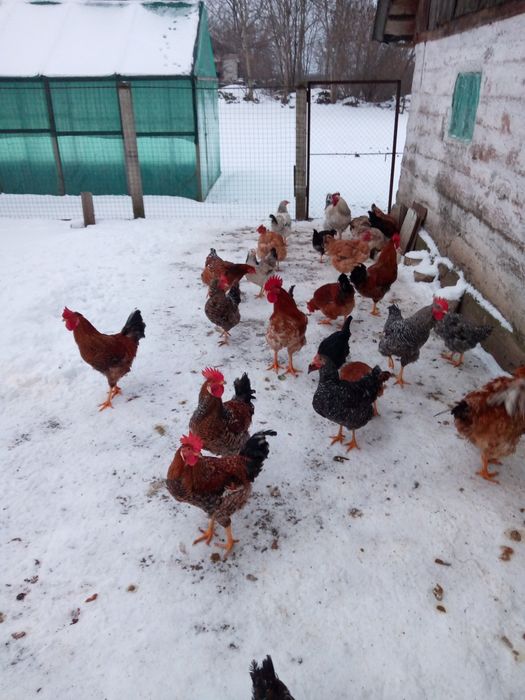 Продам молодих півнів