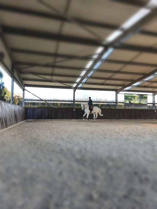 Cavalos a penso/Aulas de equitação