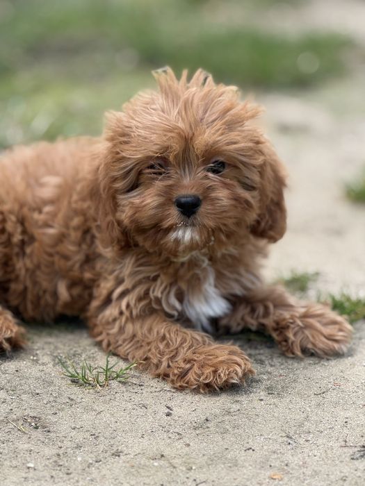 Cavapoo suczka o pieknym umaszczeniu