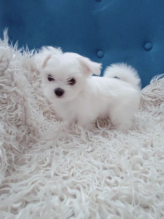 Maltańczyk mini  piesek xxs* rodowód*czip