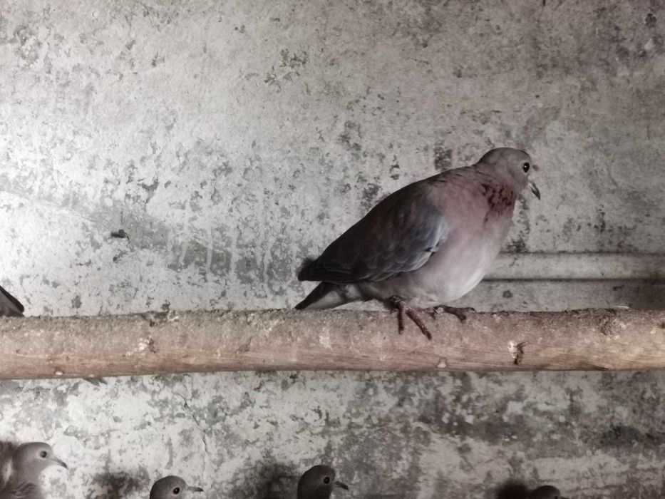 Rolas Senegal varias unidades