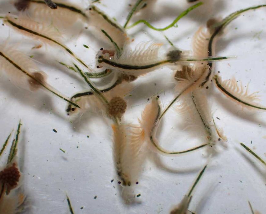 Żywy solowiec  (Artemia) - akwarium morskie.  Duży lub mały.