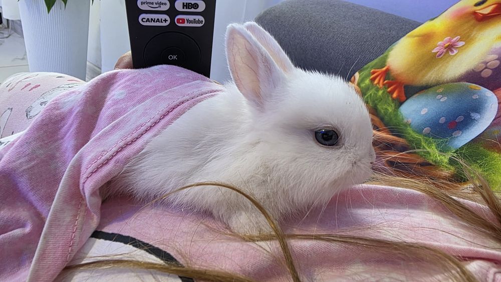 Króliczki miniaturki