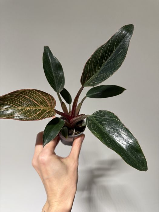 Філодендрон  Біркін, Ред, Pittieri, Пінк Біркін, Майоі, Грін