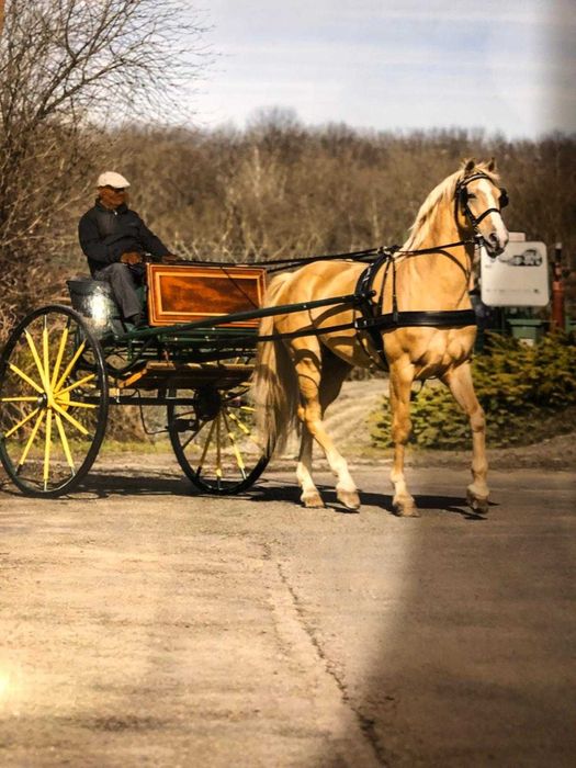 Sprzedam pięknego ogiera maści izabelowatej