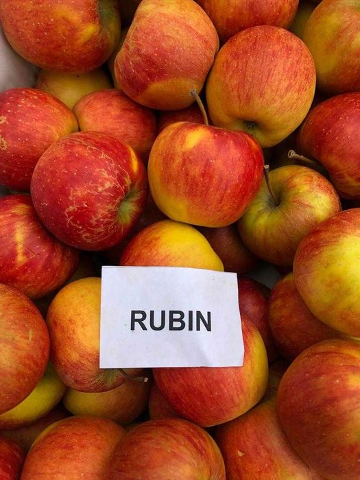 Sprzedam jabłka Rubin Czerwony Limanowa/ Jodłownik/ Tymbark