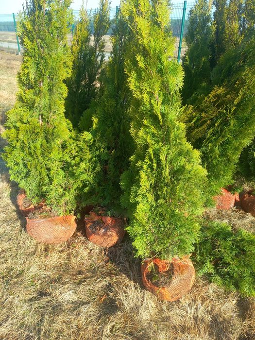 Tuje thuje szmaragd brabant ogrod transport