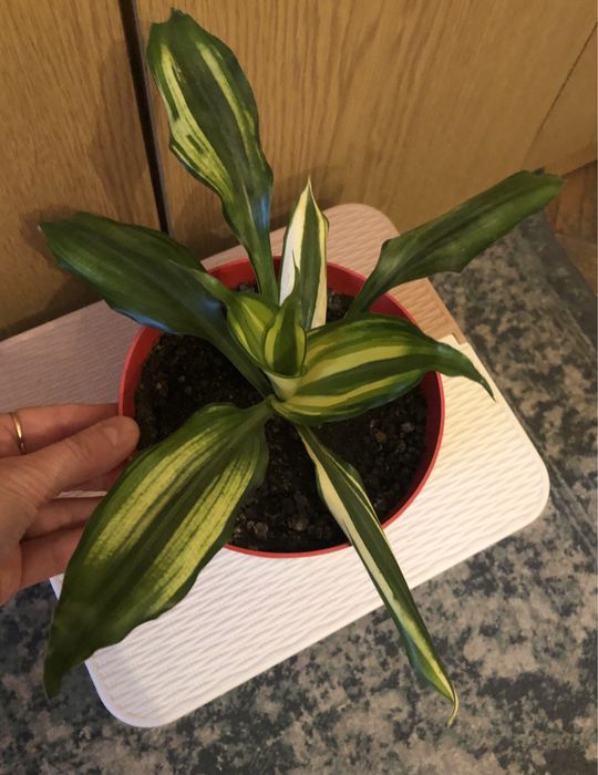 Dracena fragrance. Dracena obrzeżona