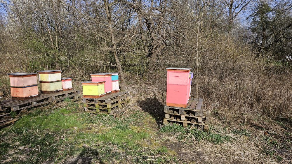 Sprzedam pszczoły z ulami