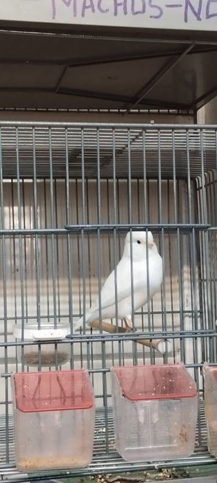 Canarios de qualidade