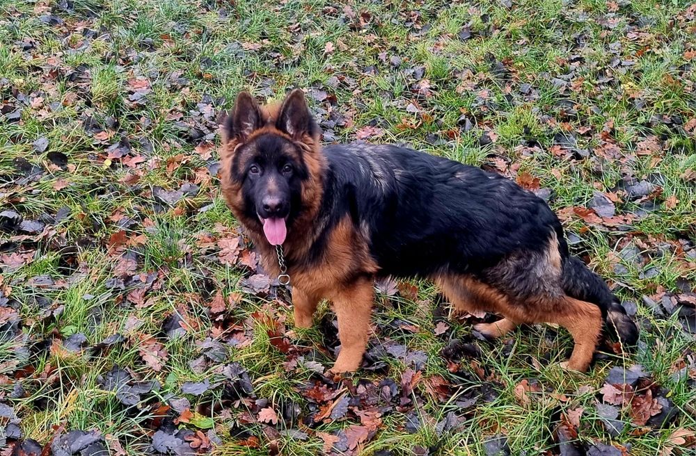 Owczarek Niemiecki suczka