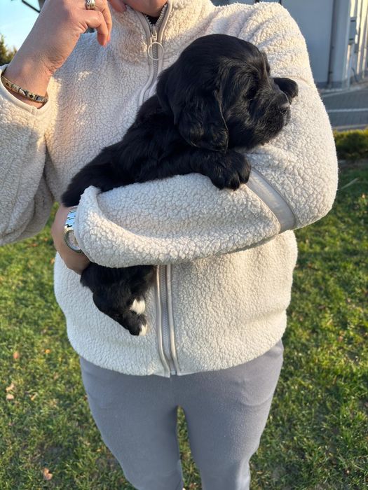 Golden Mountain Dog !Golden retiever+Berneński Pies Pasterski