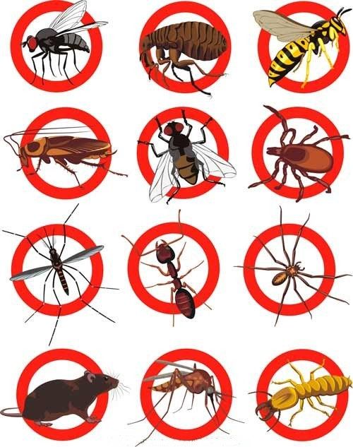 Дезінсекція шкідників. Знищення тарганів, клопів, бліх, щурів, мишей.