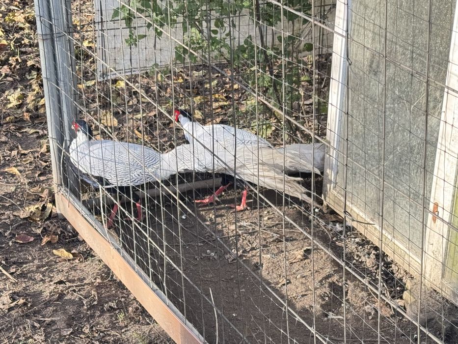 Bażant srebrny kury koguty lęgowe