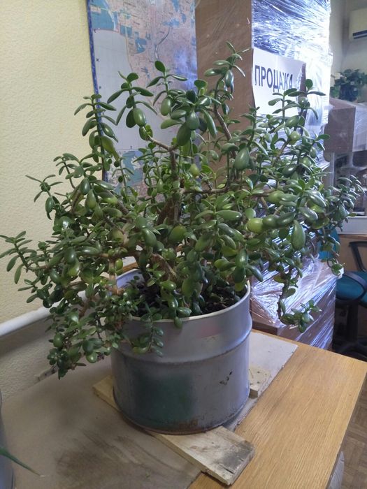 Грошове дерево (Товстянка)