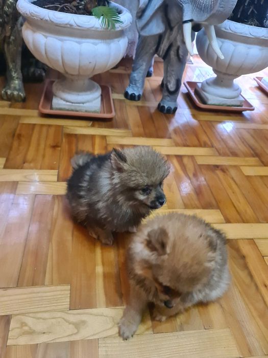 Suczka Szpic  miniaturowy